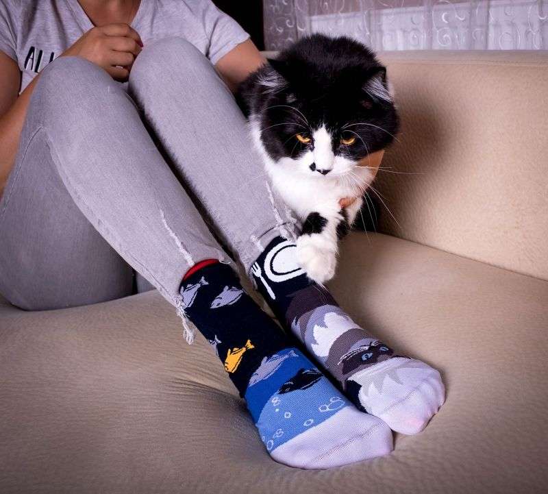 Arty socks with Himalayan cat