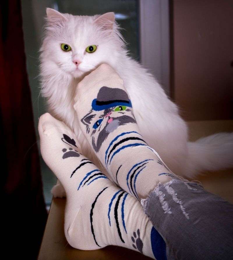 Arty socks with Persian cat