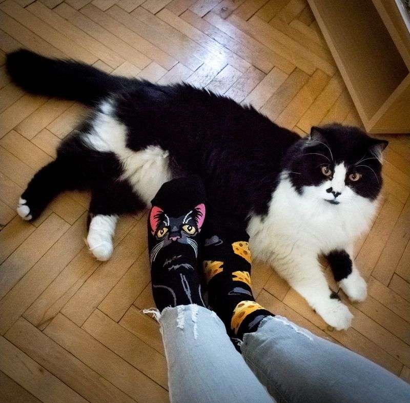 Arty socks with Black cat
