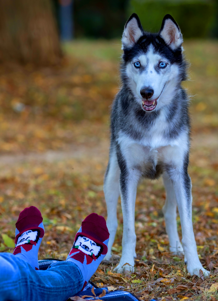 Arty socks with Husky