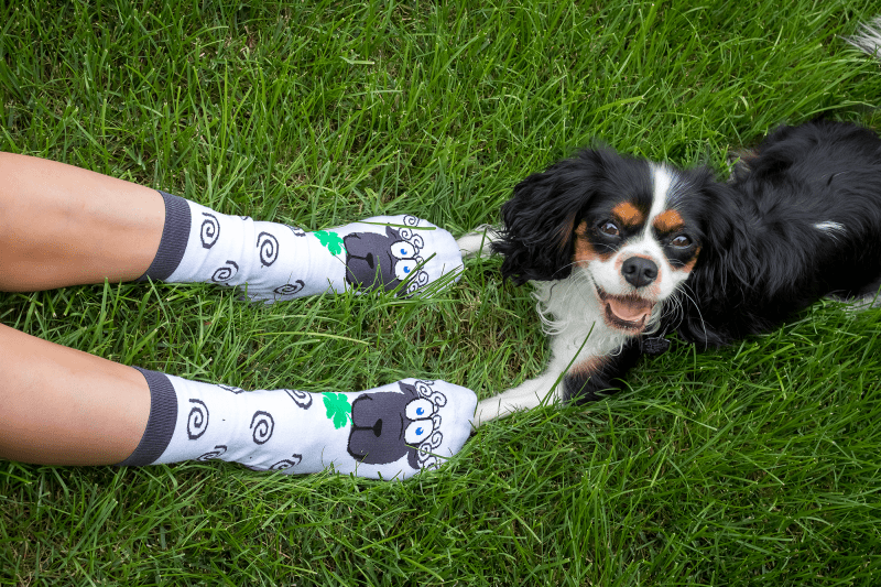 Sheep Novelty Socks Organic Cotton - SocksFusion