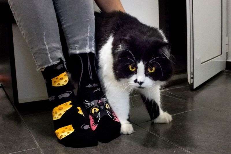 Black Cat Novelty Socks Organic Cotton - SocksFusion
