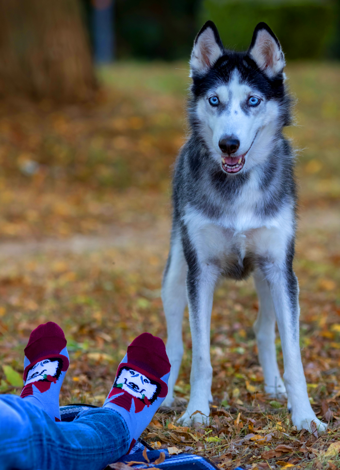 Husky Dog Novelty Socks Organic Cotton - SocksFusion