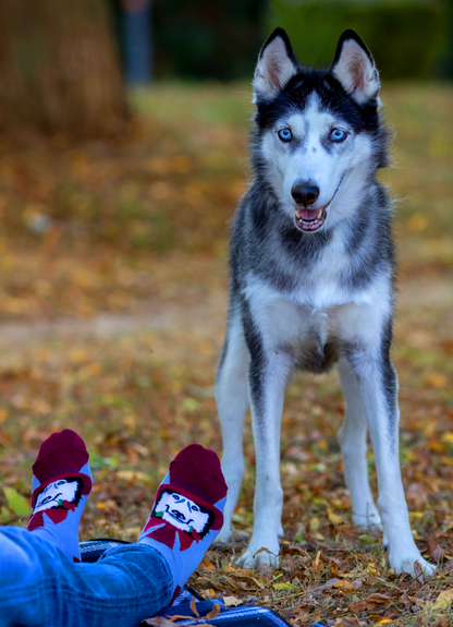 Husky Dog Novelty Socks Organic Cotton - SocksFusion