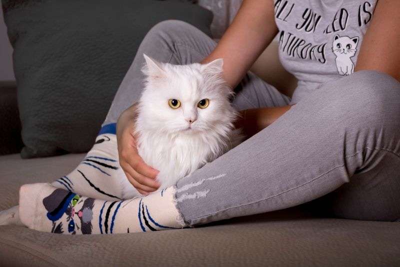 Persian Cat Novelty Socks Organic Cotton - SocksFusion