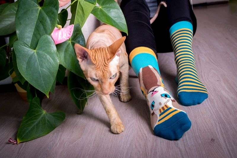Sphynx Cat Novelty Socks Organic Cotton - SocksFusion