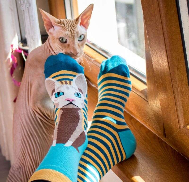 Sphynx Cat Novelty Socks Organic Cotton - SocksFusion